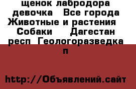 щенок лабродора девочка - Все города Животные и растения » Собаки   . Дагестан респ.,Геологоразведка п.